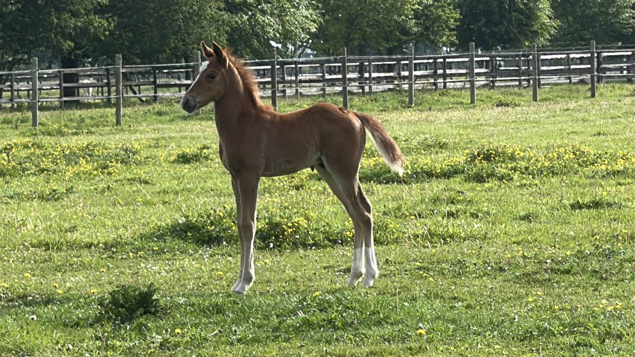 Colt French Saddle Pony For sale 2026 Chesnut