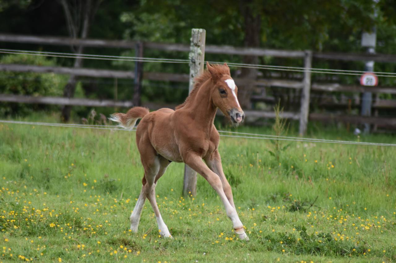 Colt French Saddle Pony For sale 2026 Chesnut