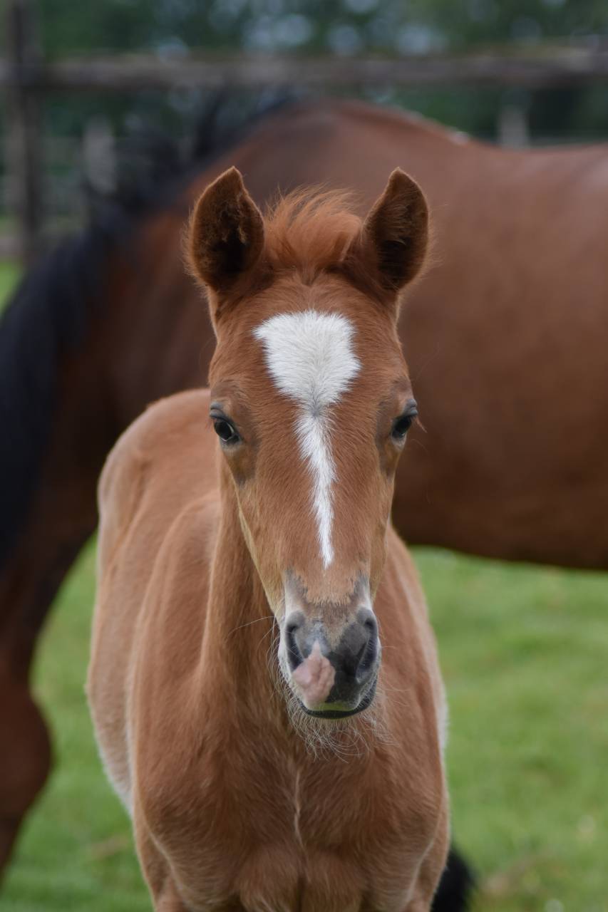 Colt French Saddle Pony For sale 2026 Chesnut
