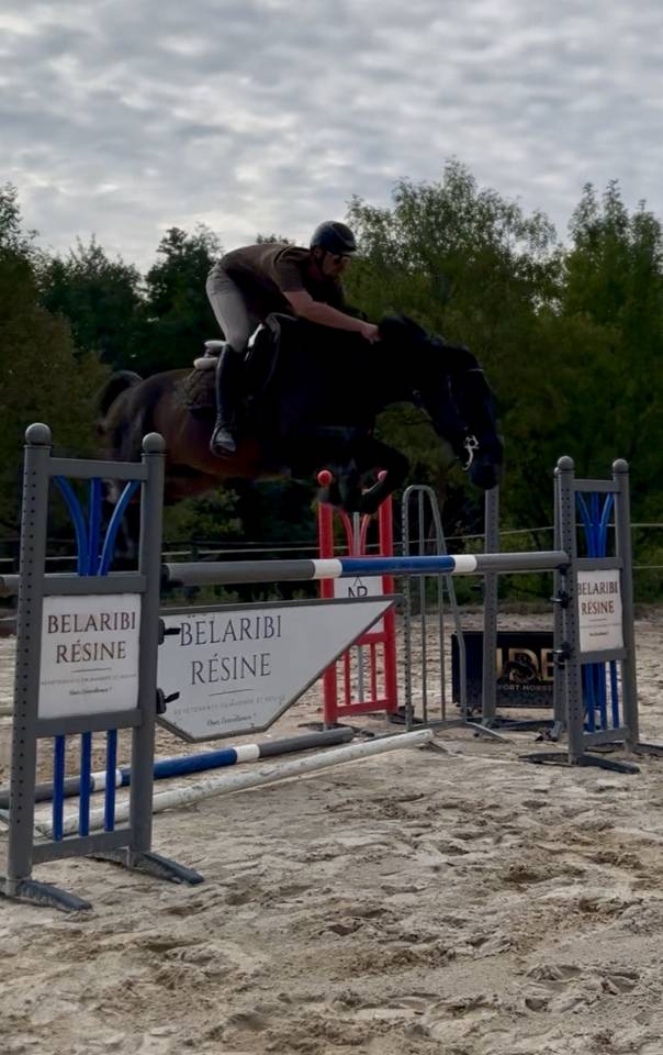 Gelding Selle Fran&ccedil;ais For sale 2020 Dark Bay