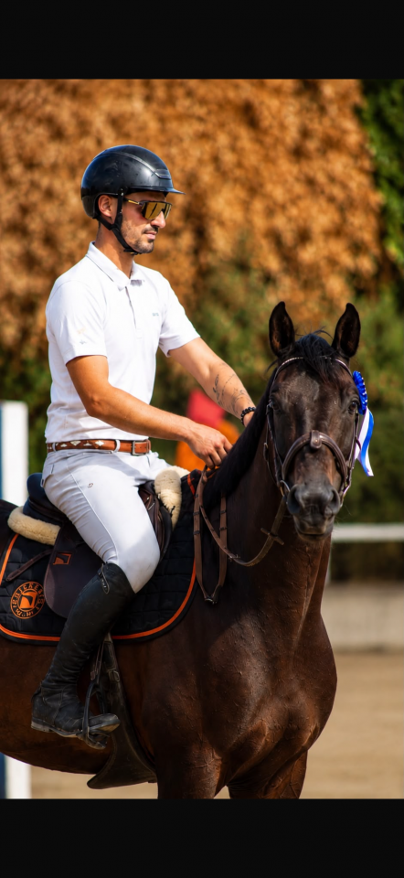 Gelding Selle Fran&ccedil;ais For sale 2020 Dark Bay