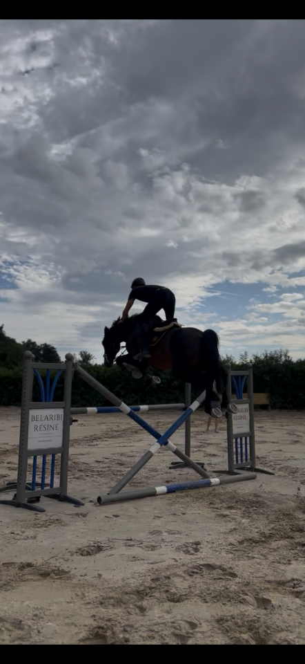 Gelding Selle Fran&ccedil;ais For sale 2020 Dark Bay