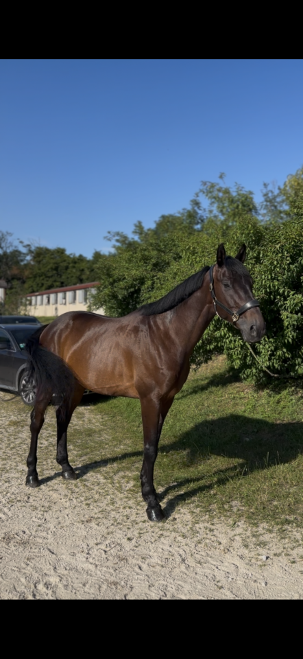 Gelding Selle Fran&ccedil;ais For sale 2020 Dark Bay