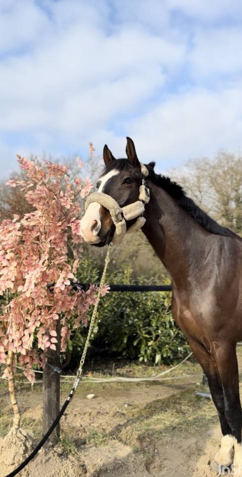 Gelding Zangersheide For sale 2020 Dark Bay