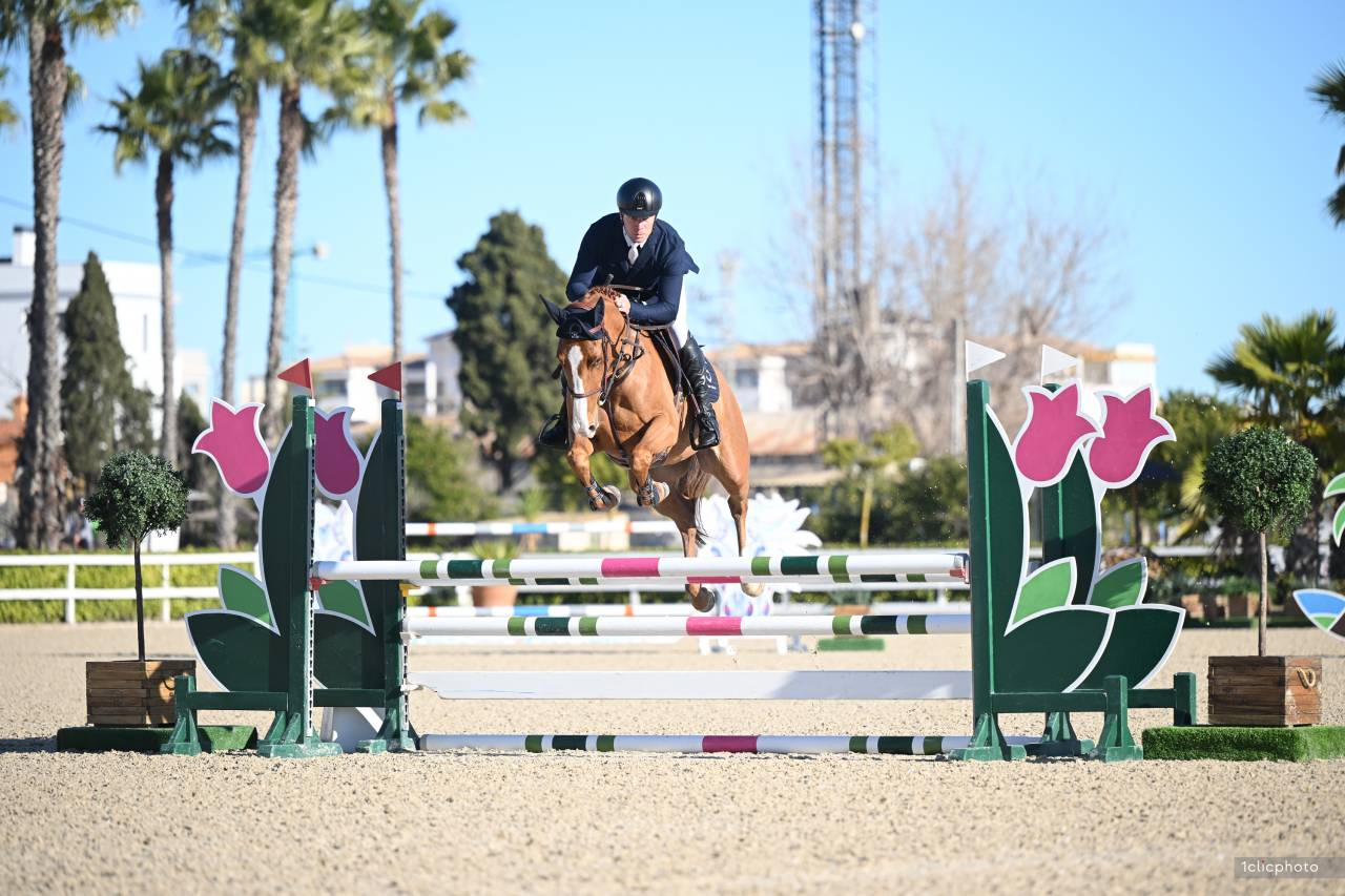 Gelding Selle Fran&ccedil;ais For sale 2021 Chesnut