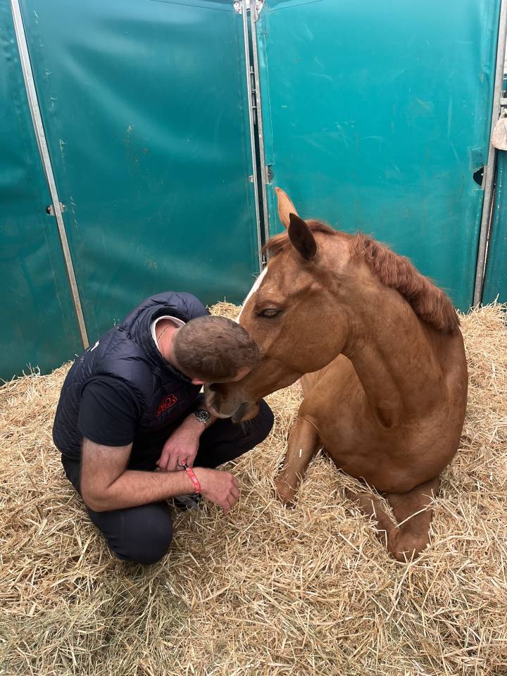 Gelding Selle Fran&ccedil;ais For sale 2021 Chesnut