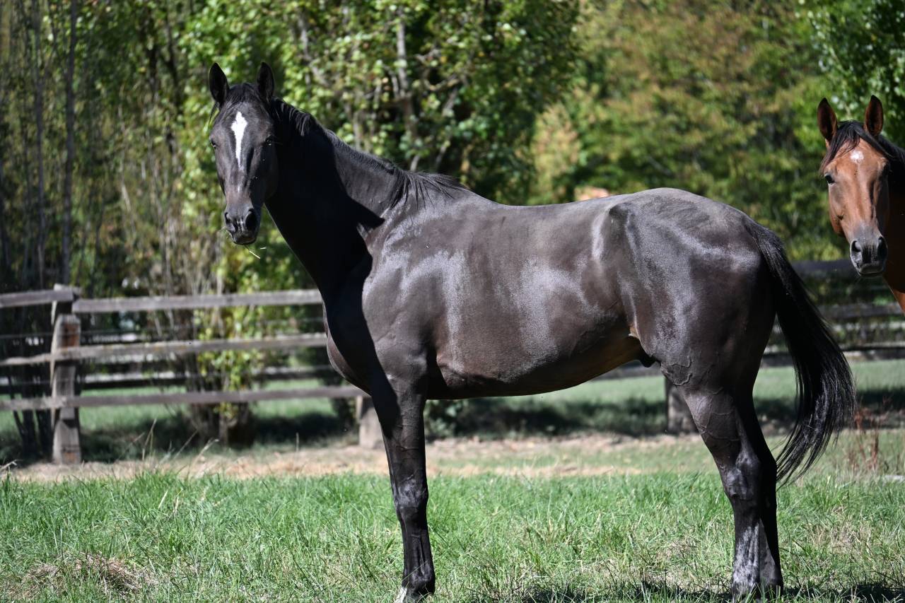 Gelding Selle Fran&ccedil;ais For sale 2021 Dark Bay