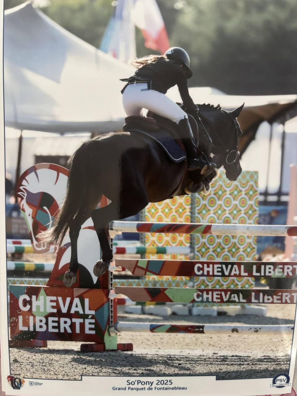 Mare French Saddle Pony For sale 2018 Black