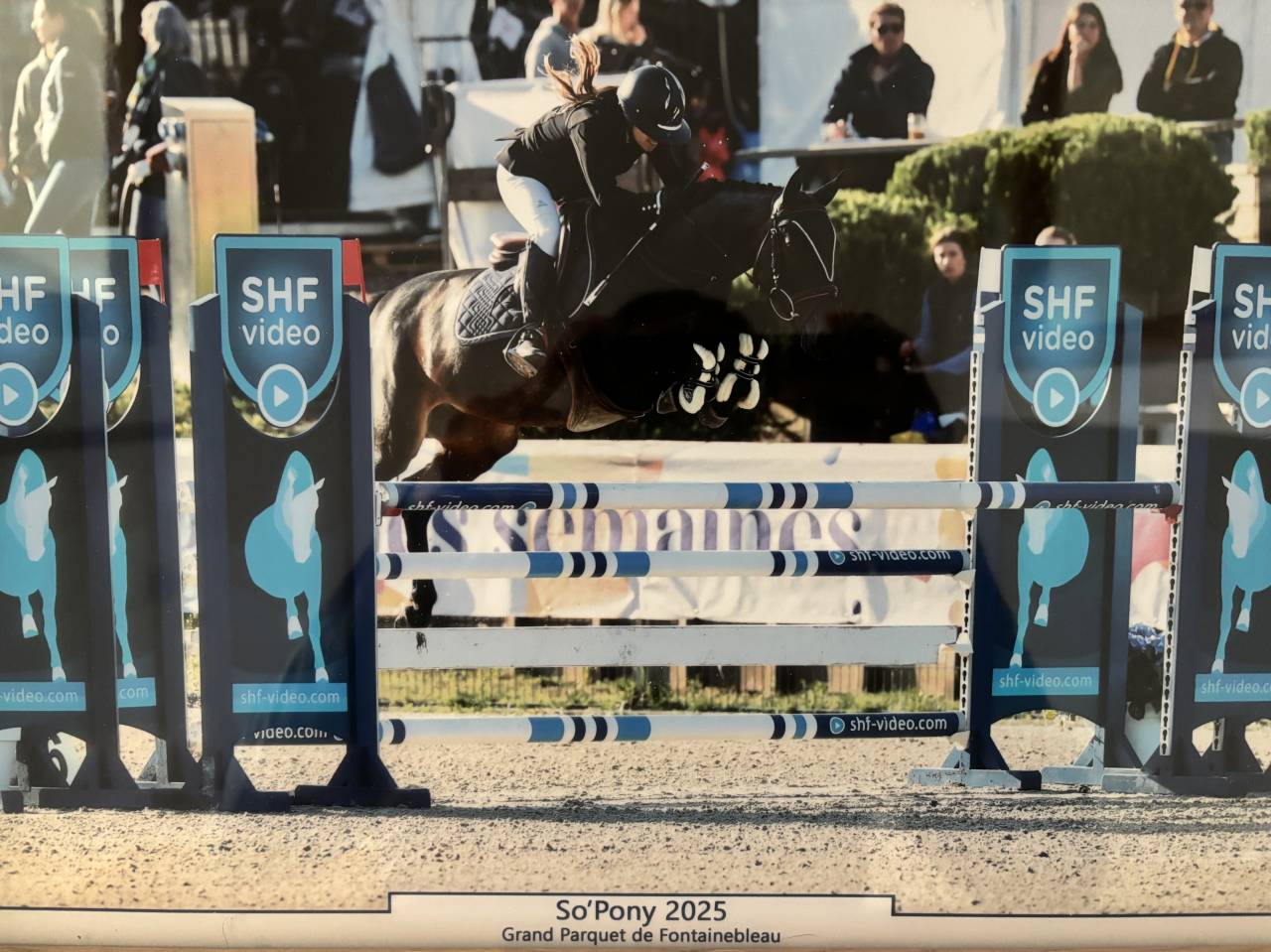 Mare French Saddle Pony For sale 2018 Black