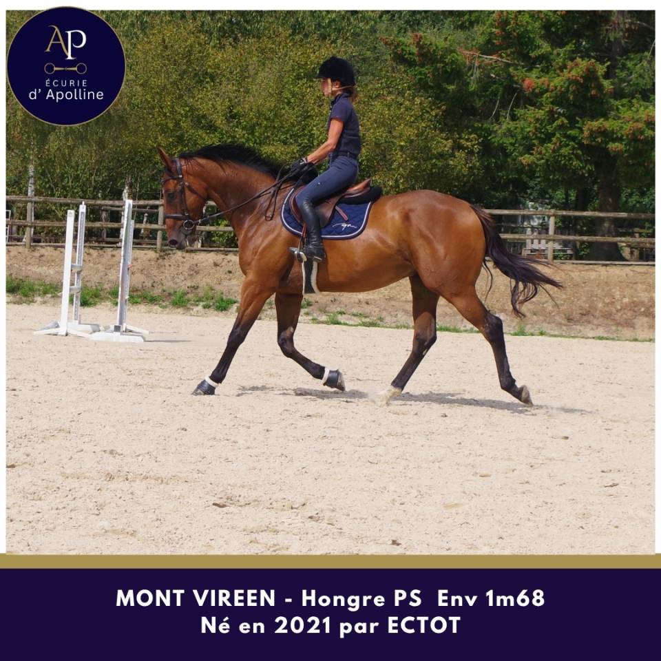 Gelding Thoroughbred For sale 2021 Bay