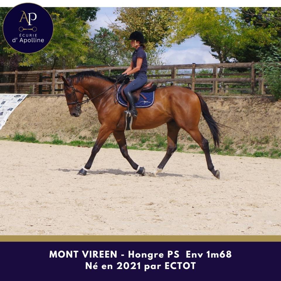 Gelding Thoroughbred For sale 2021 Bay