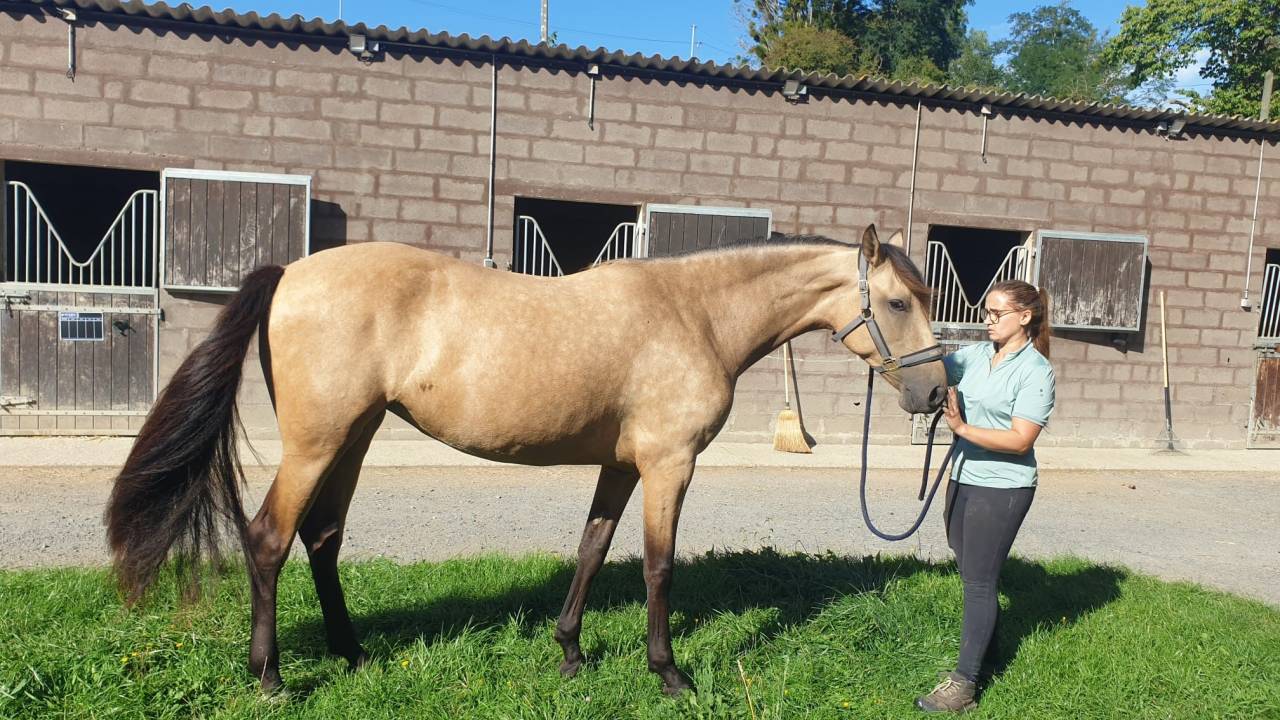 Mare PRE Pure Spanish Bred For sale 2023 Buckskin
