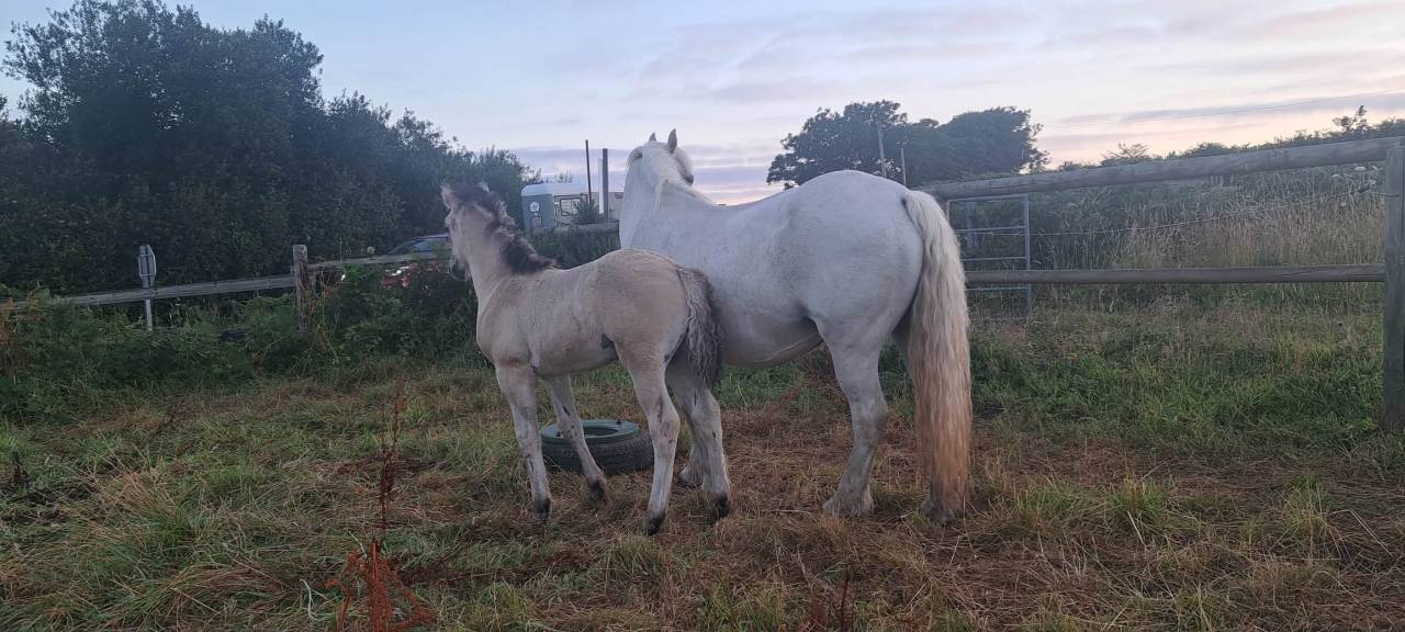 Colt Highland  For sale 2026 Grey