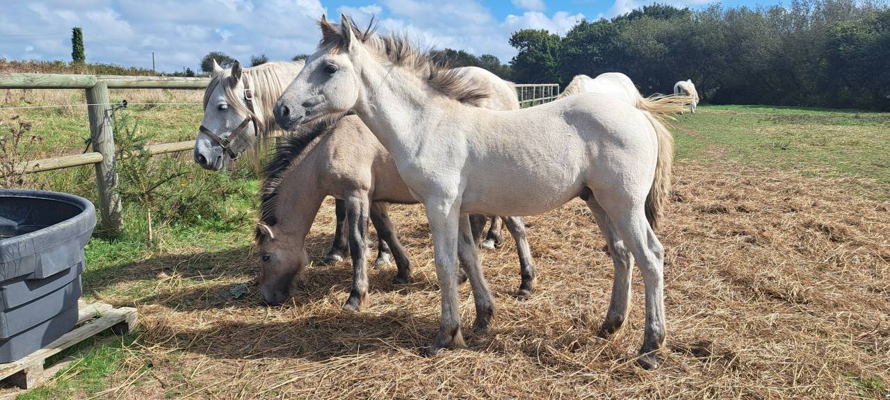 Colt Highland  For sale 2026 Grey