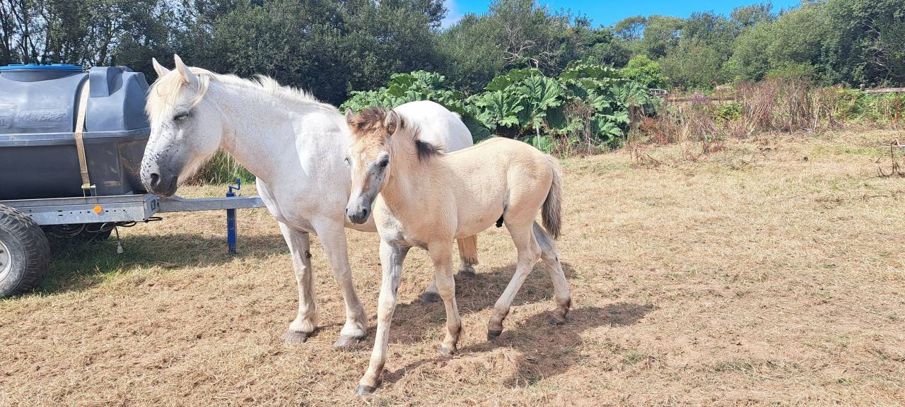 Colt Highland  For sale 2026 Grey