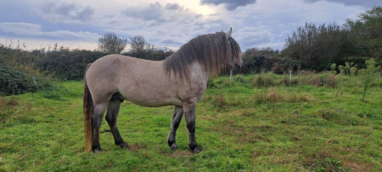 Colt Highland  For sale 2026 Grey