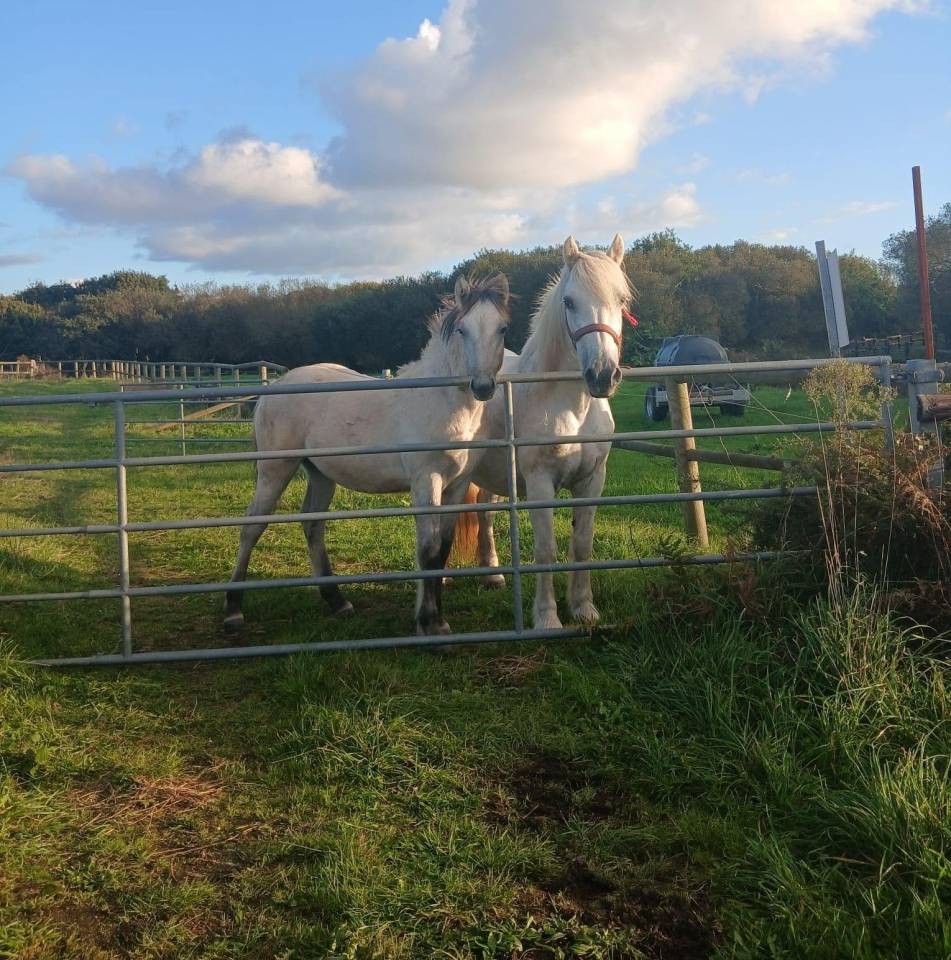 Colt Highland  For sale 2026 Grey