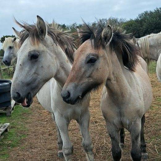 Colt Highland  For sale 2026 Grey