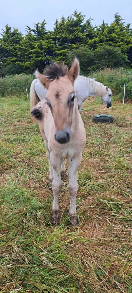Colt Highland  For sale 2026 Grey