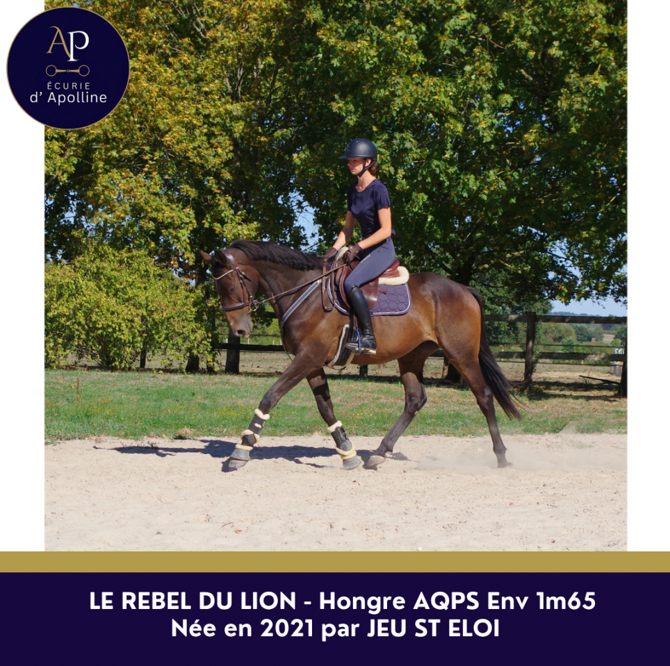 Gelding AQPS For sale 2021 Bay
