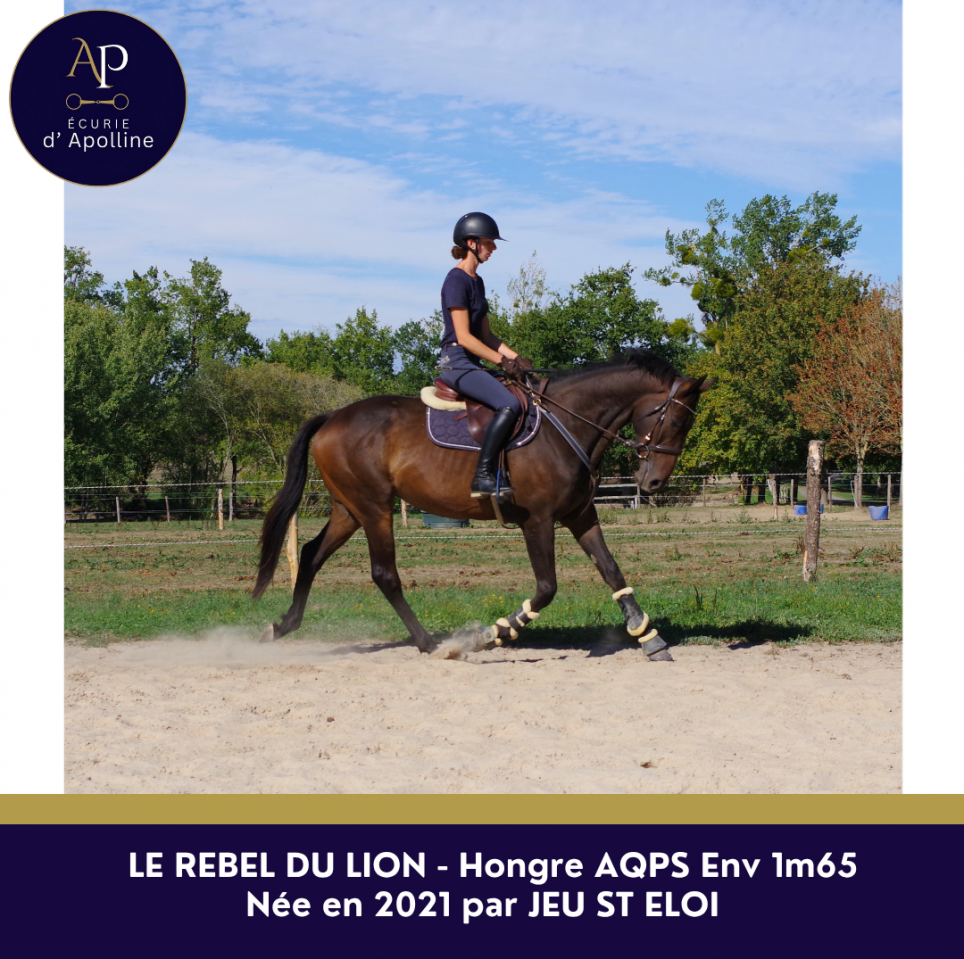 Gelding AQPS For sale 2021 Bay