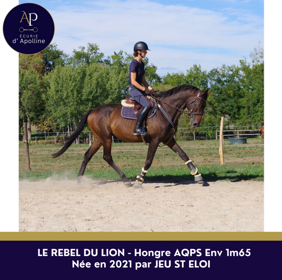 Gelding AQPS For sale 2021 Bay