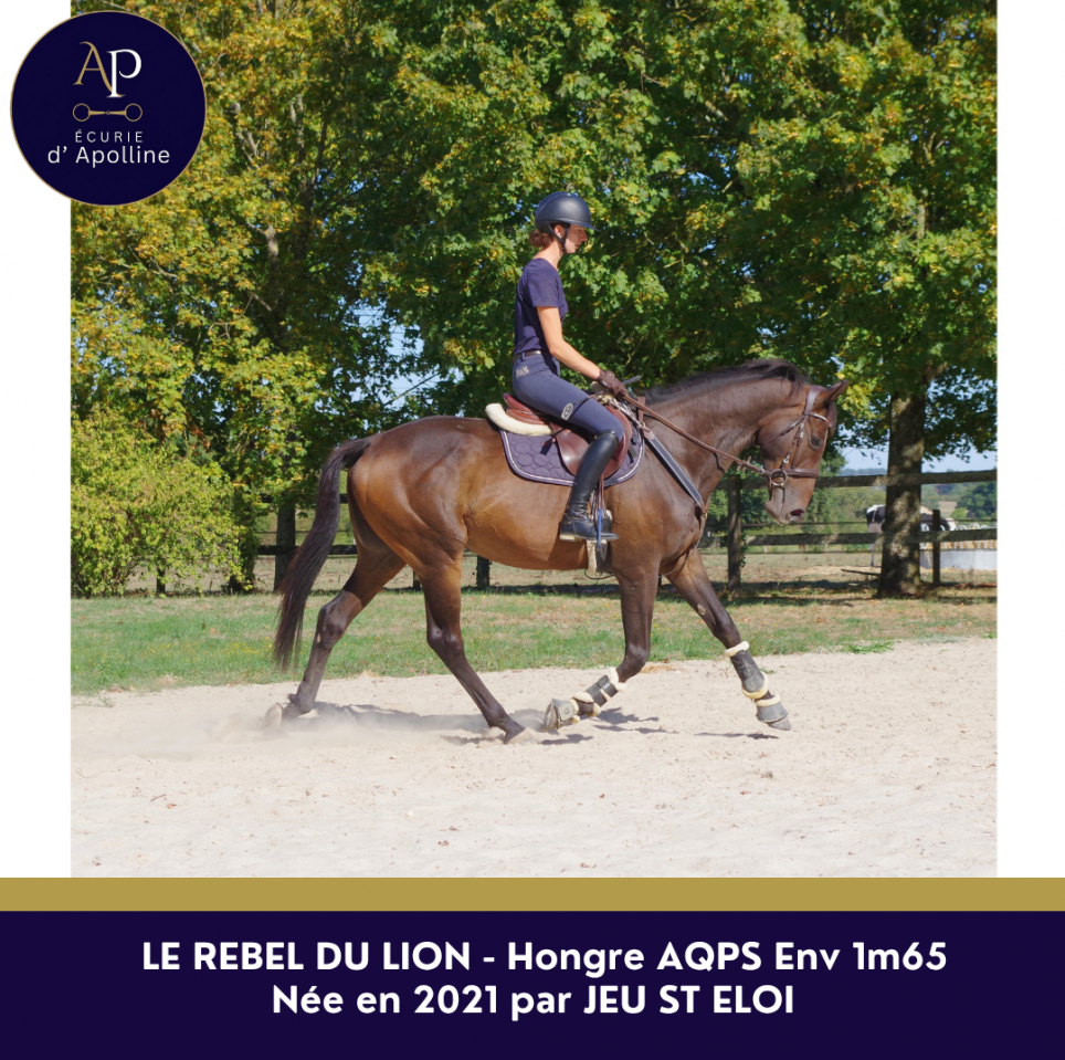 Gelding AQPS For sale 2021 Bay