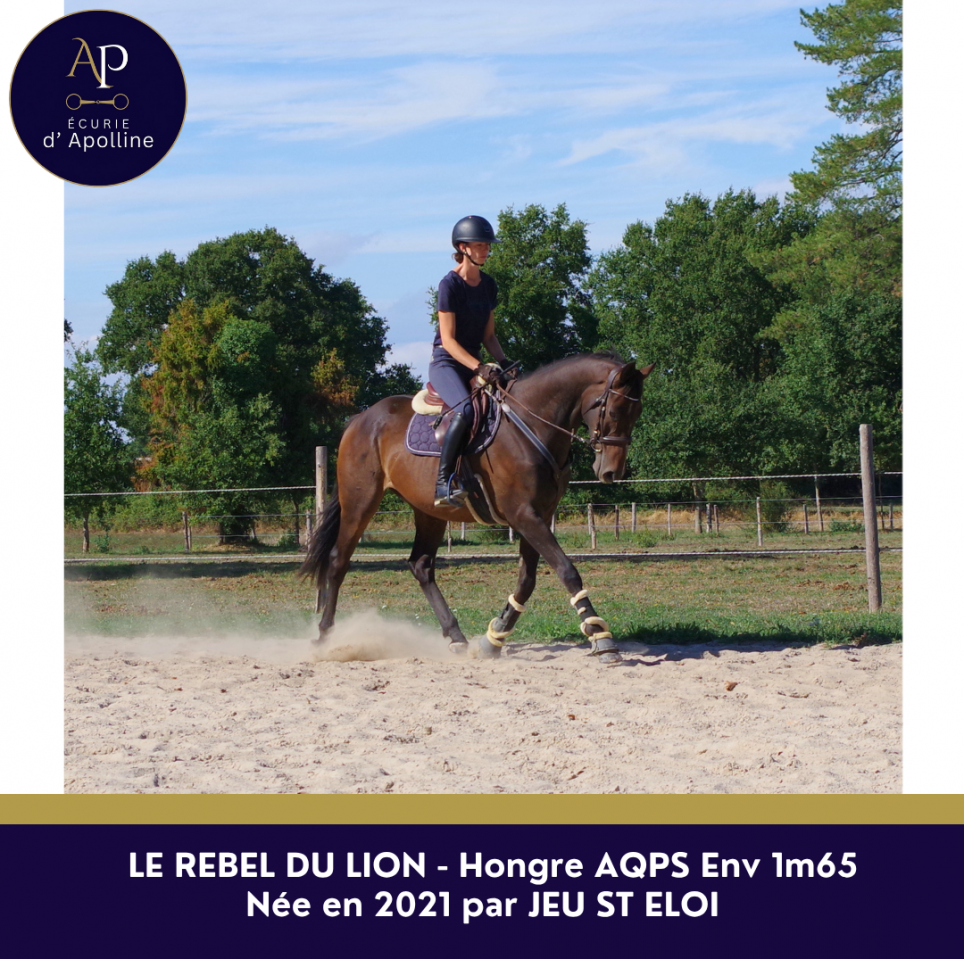 Gelding AQPS For sale 2021 Bay