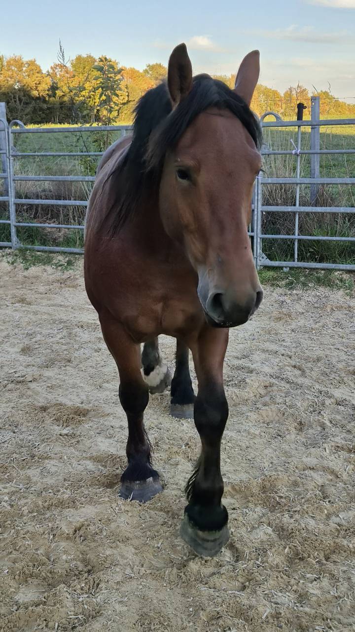 Mare Normandy Cob For sale 2023 Bay