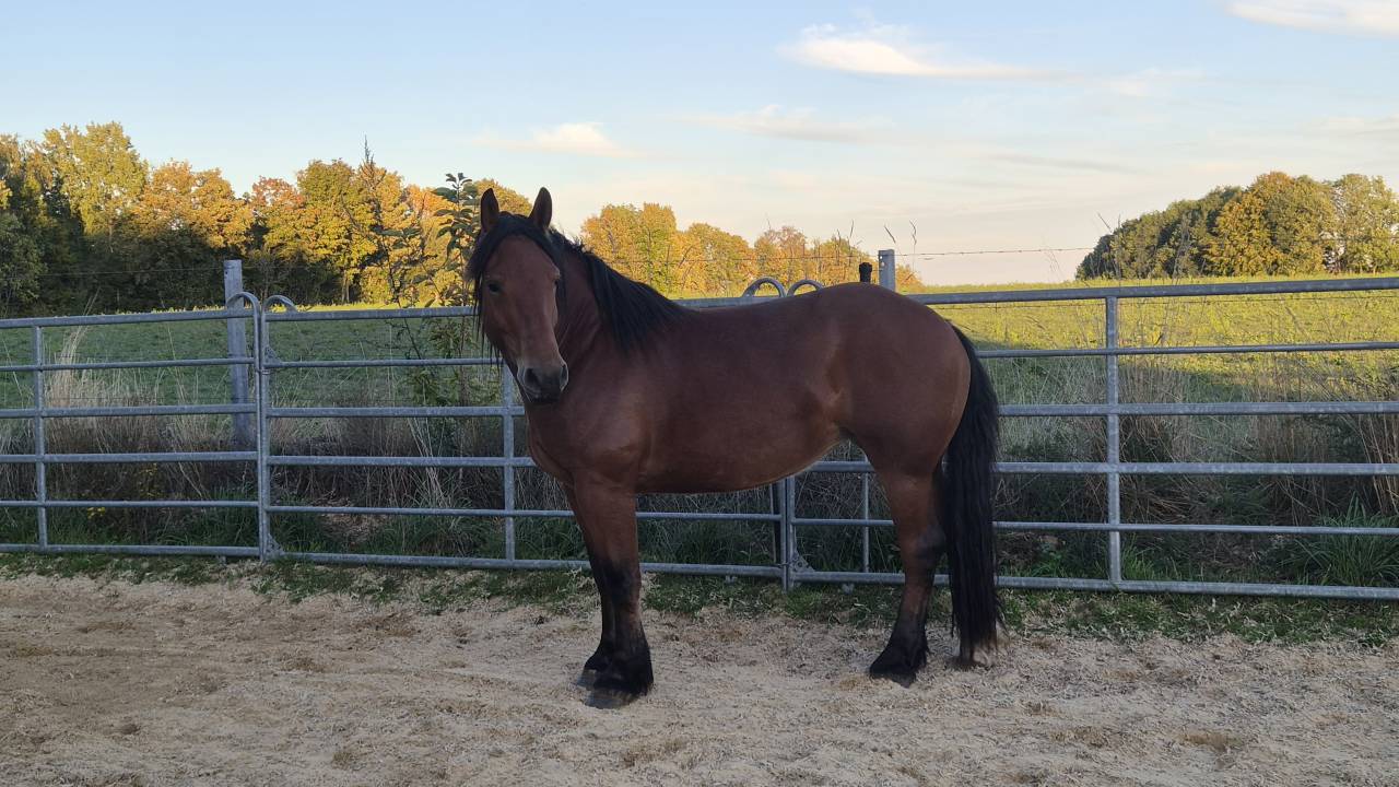 Mare Normandy Cob For sale 2023 Bay