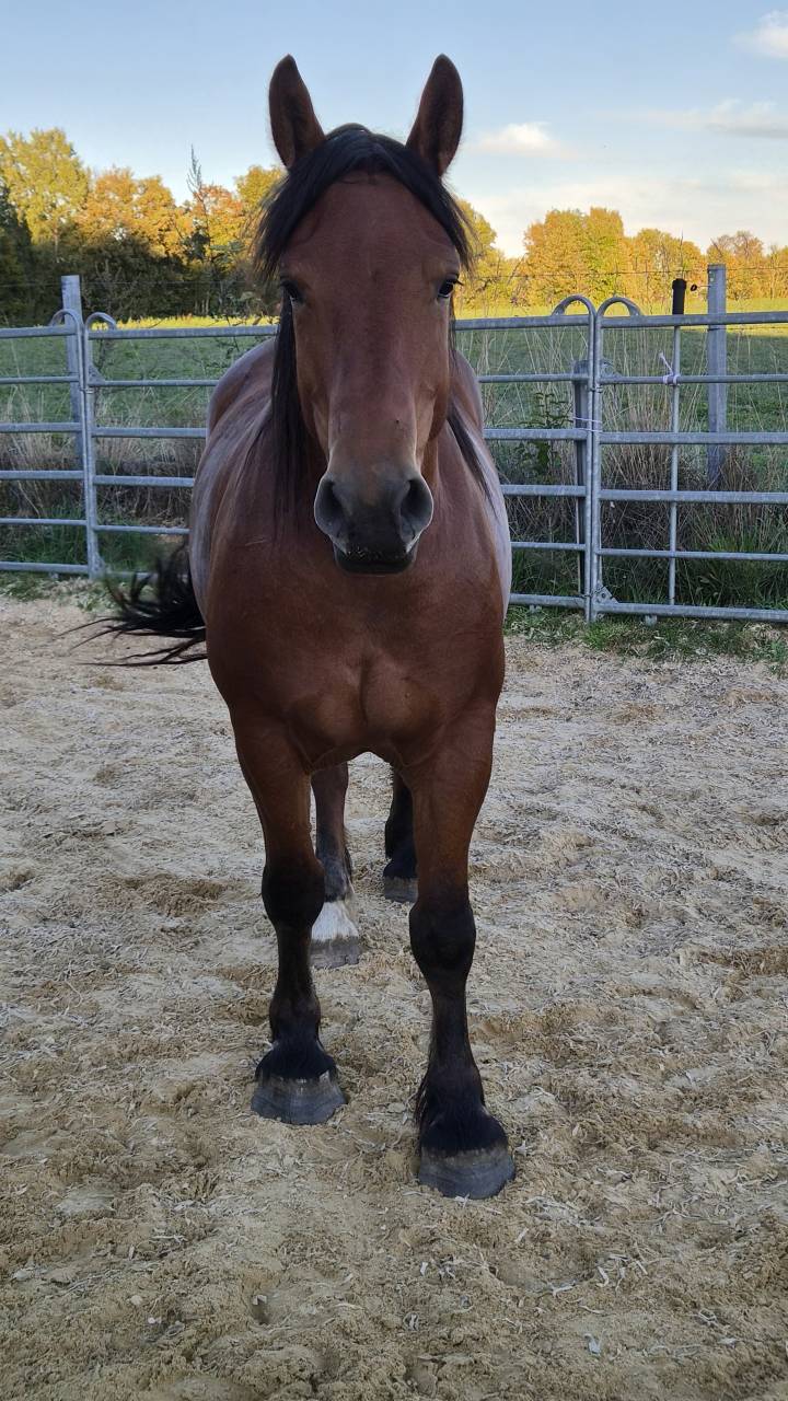 Mare Normandy Cob For sale 2023 Bay