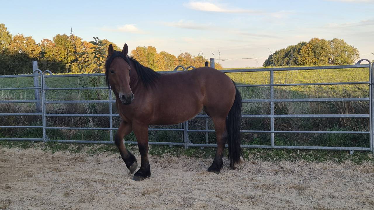 Mare Normandy Cob For sale 2023 Bay