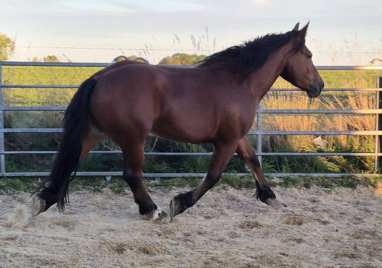 Mare Normandy Cob For sale 2023 Bay