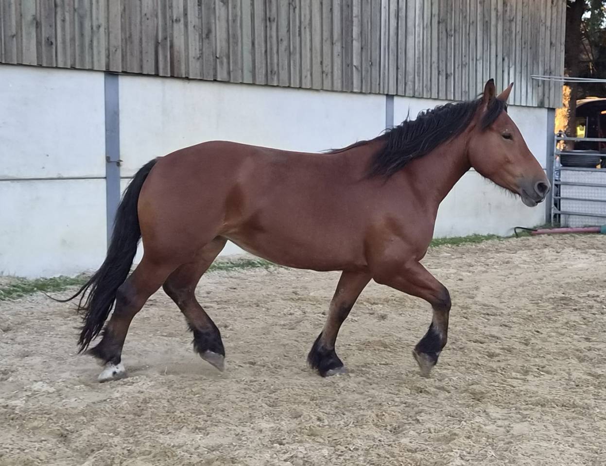 Mare Normandy Cob For sale 2023 Bay