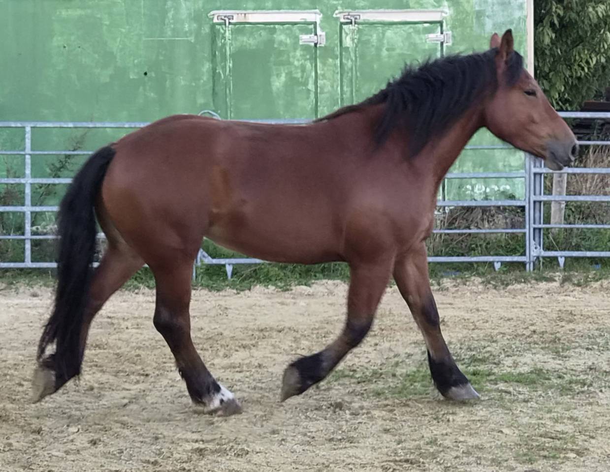 Mare Normandy Cob For sale 2023 Bay