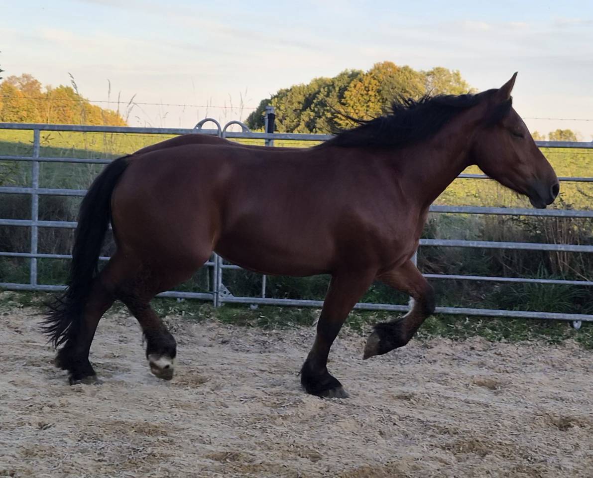 Mare Normandy Cob For sale 2023 Bay