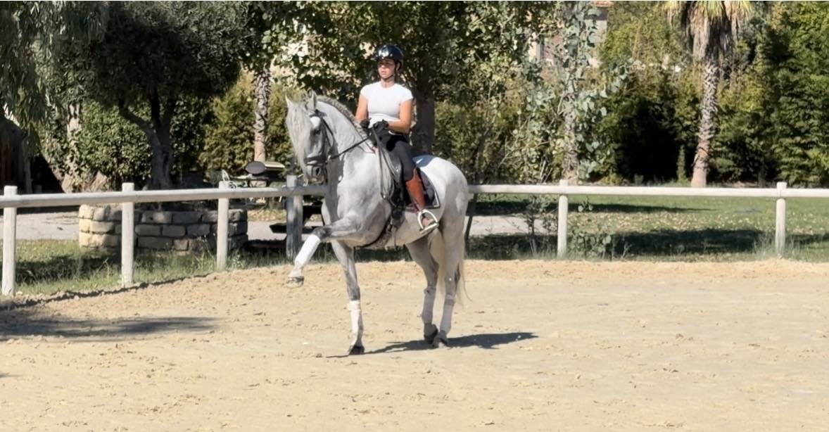 Gelding CDE Caballo Deporte Espanol For sale 2015 Grey