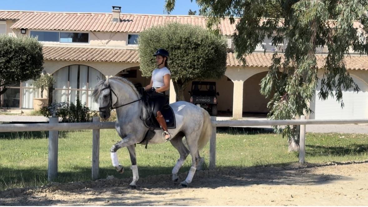 Gelding CDE Caballo Deporte Espanol For sale 2015 Grey