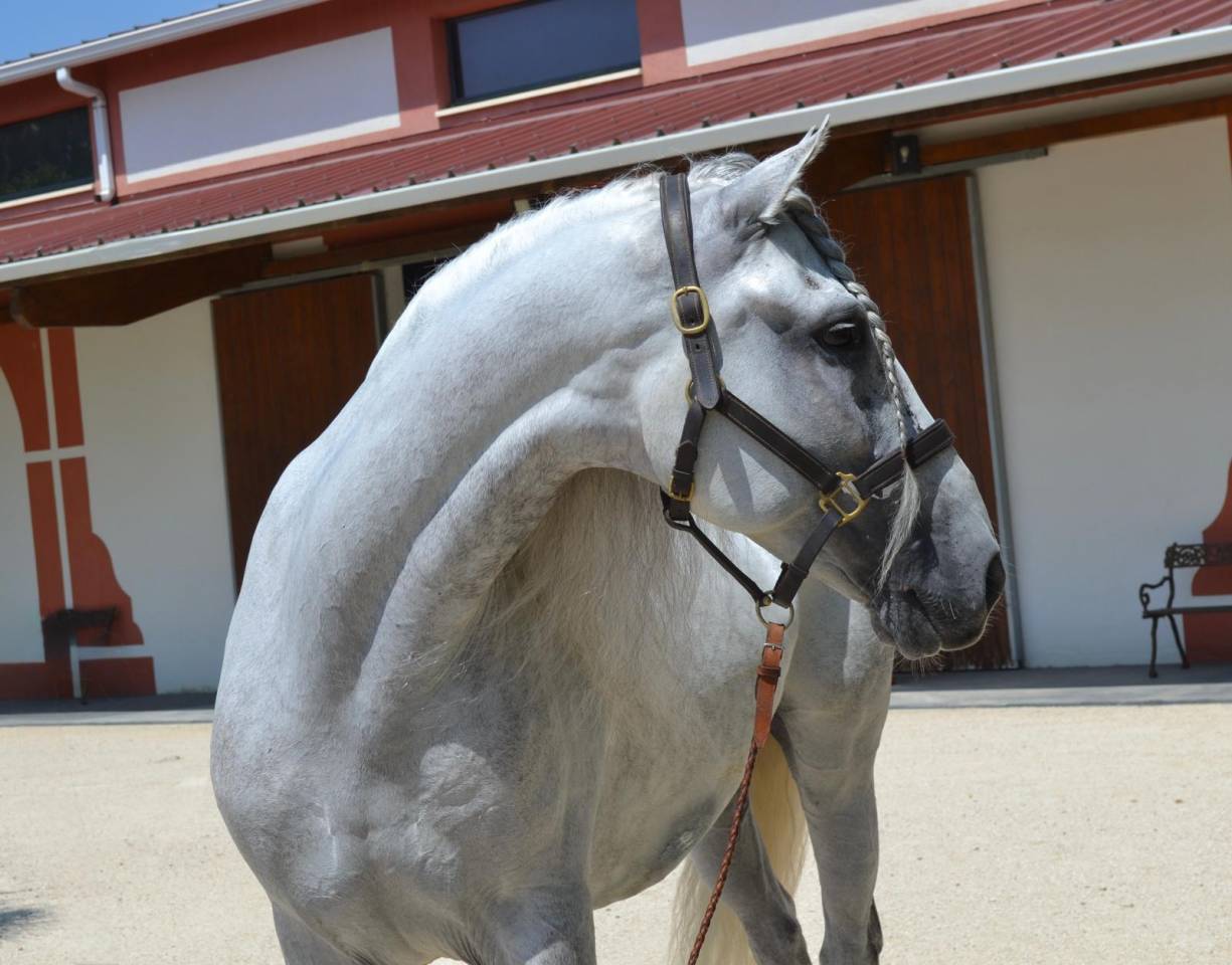 Gelding CDE Caballo Deporte Espanol For sale 2015 Grey