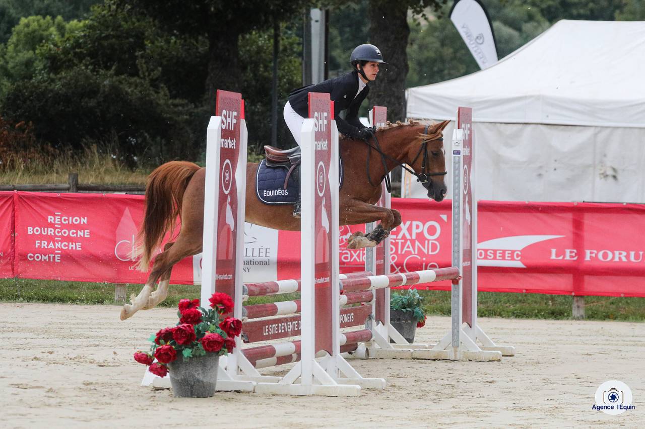 Mare French Saddle Pony For sale 2021 Chesnut