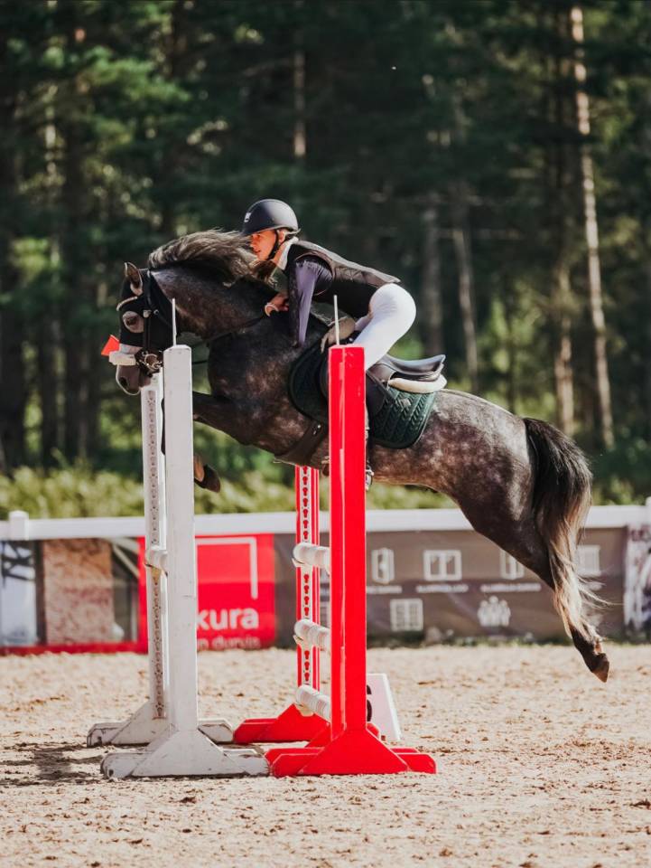 Talented & Competitive Sport Pony