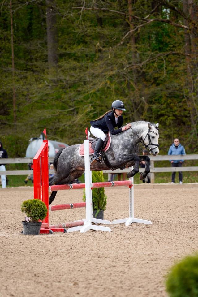 Talented & Competitive Sport Pony