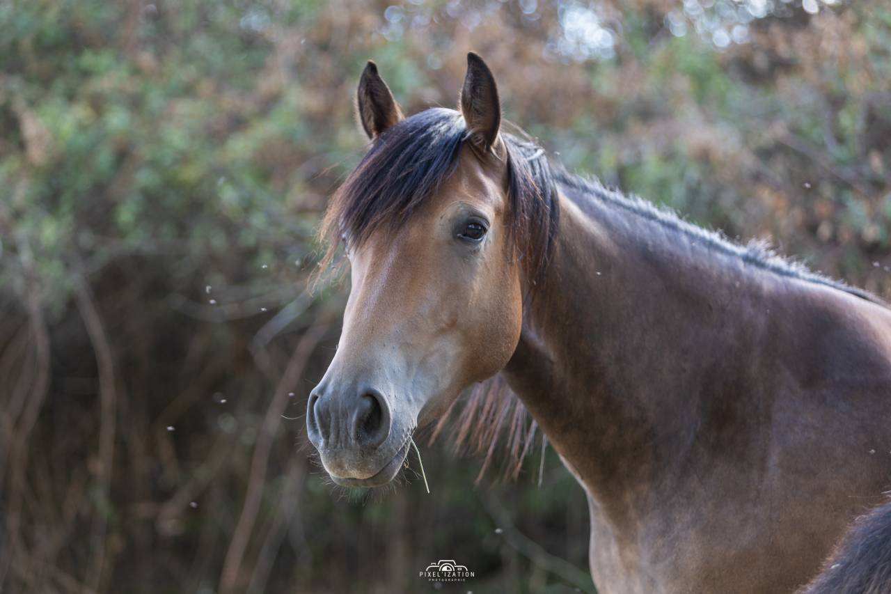Filly French Saddle Pony For sale 2025 Buckskin