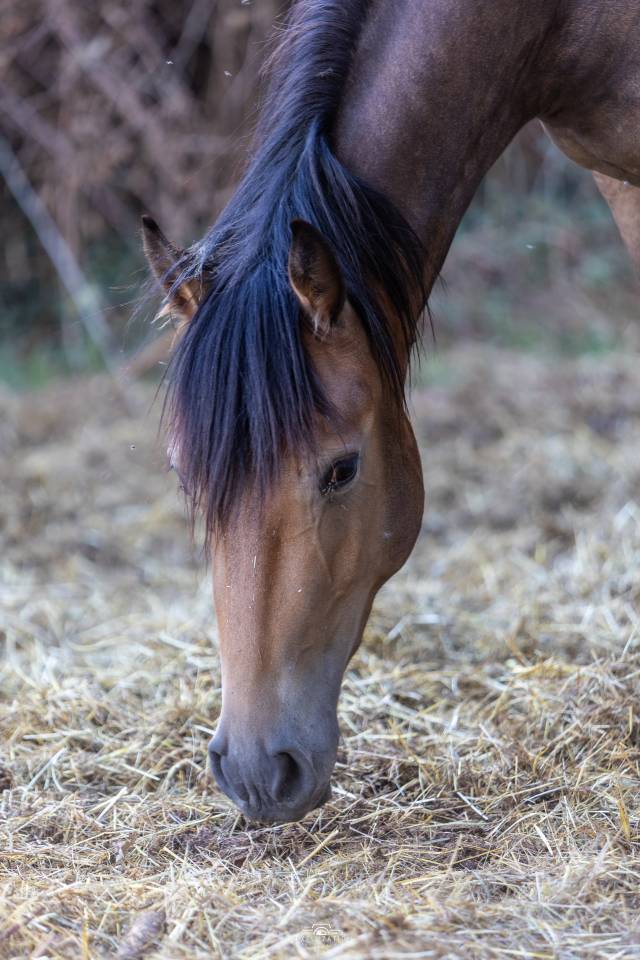Filly French Saddle Pony For sale 2025 Buckskin