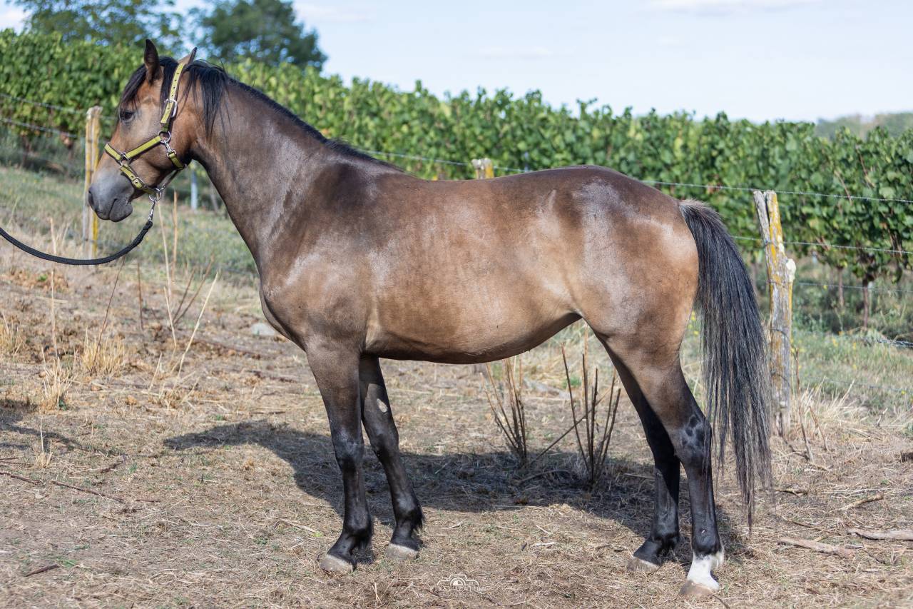 Filly French Saddle Pony For sale 2025 Buckskin