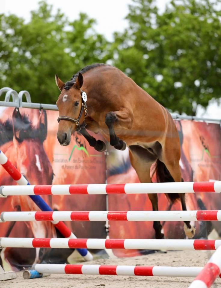 Mare French Saddle Pony For sale 2022 Bay