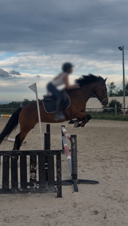 Mare French Saddle Pony For sale 2022 Bay