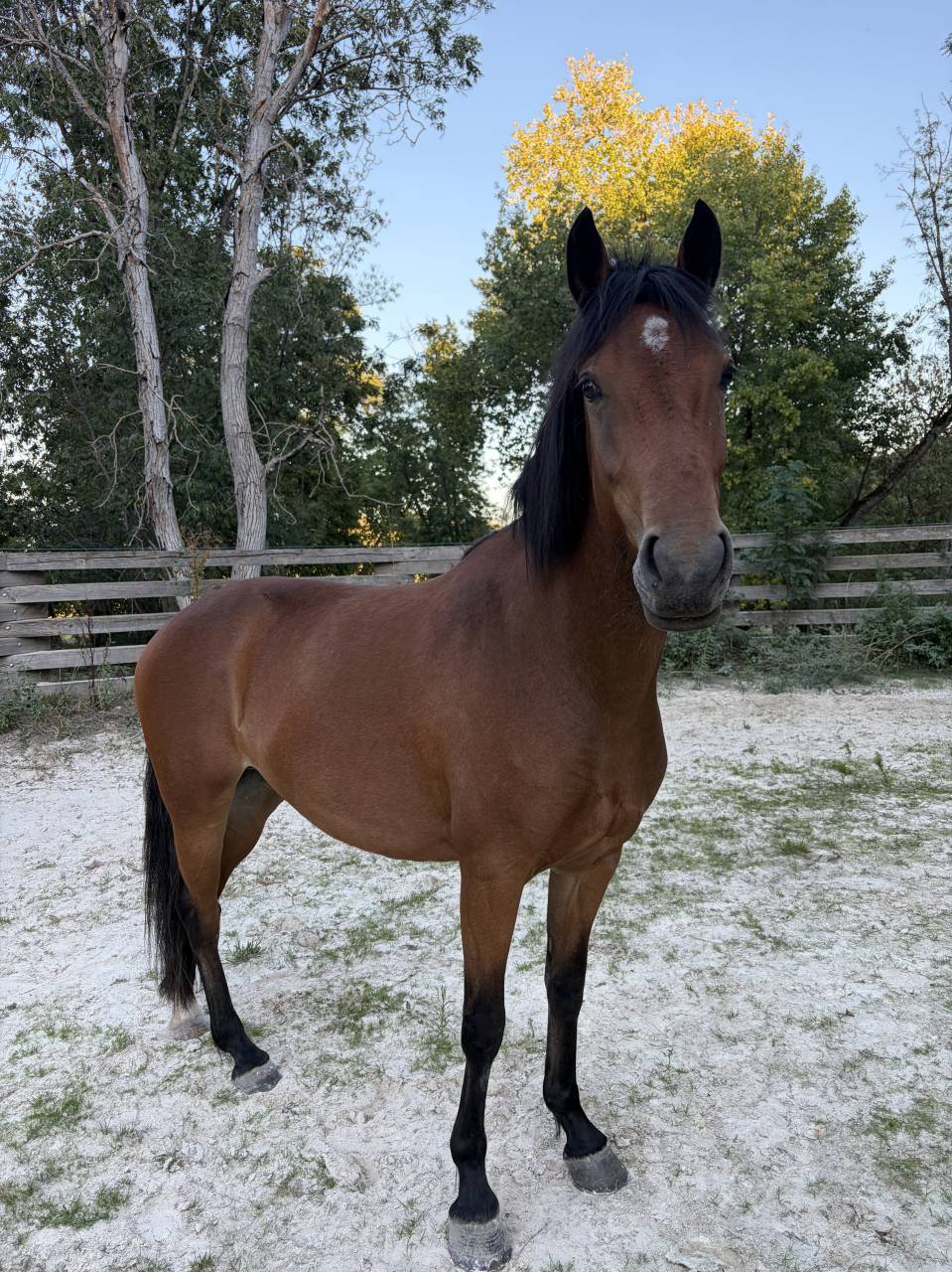 Mare French Saddle Pony For sale 2022 Bay