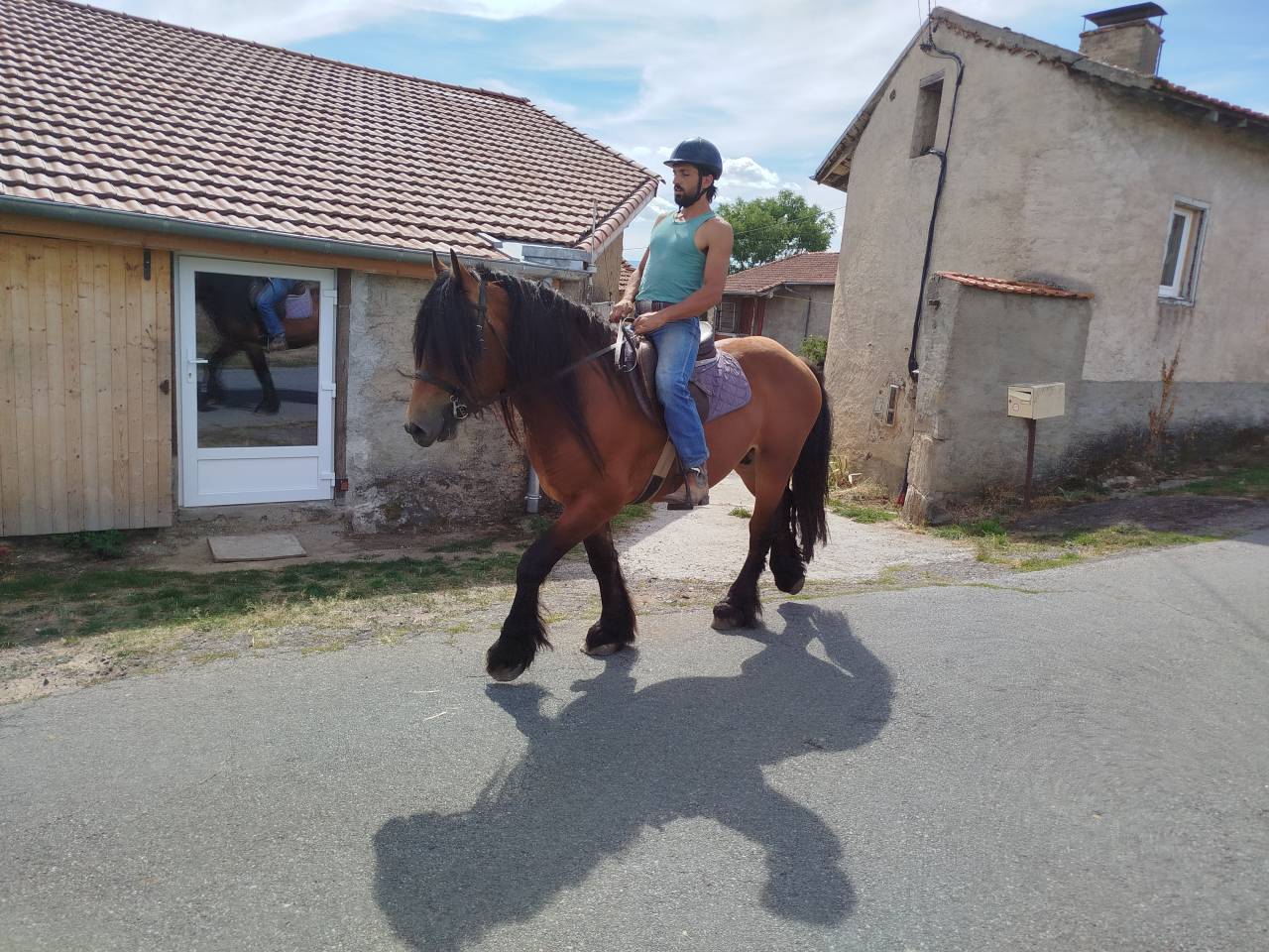Gelding Comtois For sale 2022 Bay