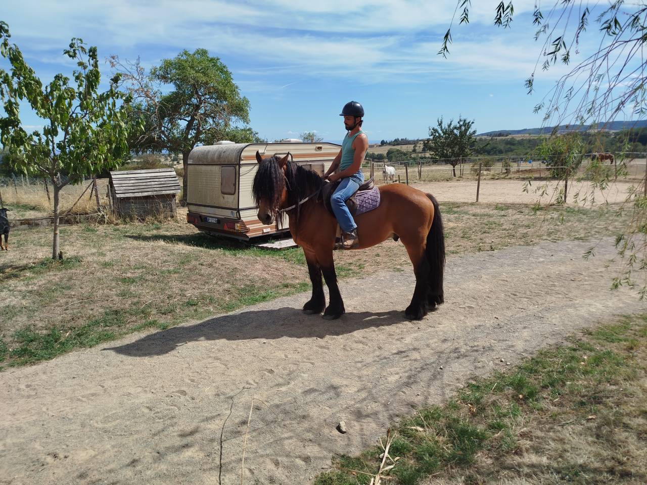 Gelding Comtois For sale 2022 Bay